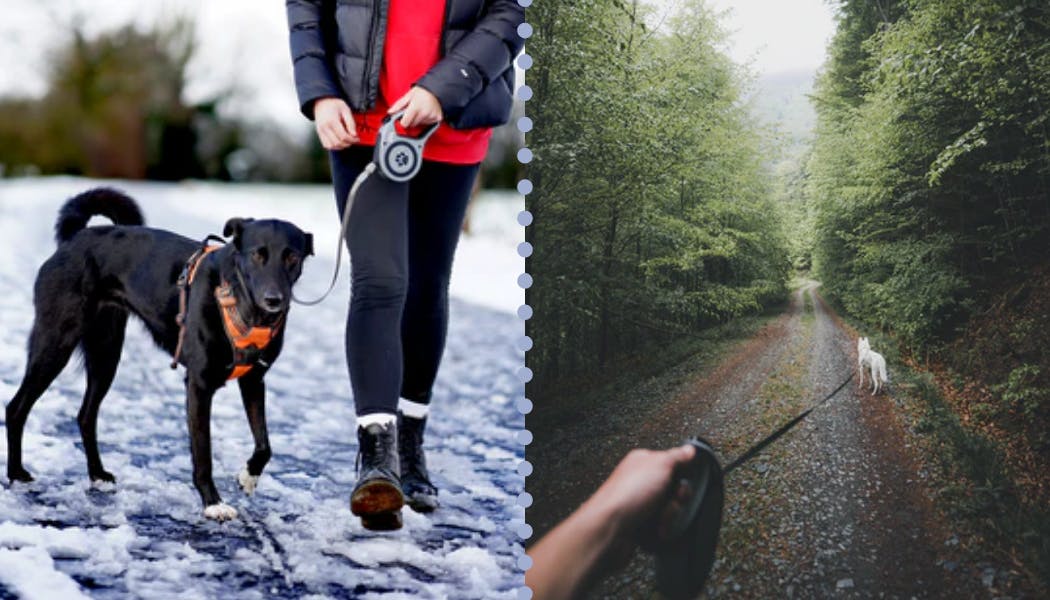The Best Retractable Dog Leads